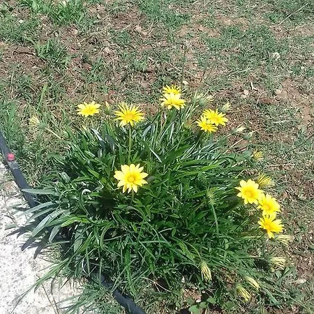 Farmhouse Corfu Εξοχικό σπίτι *