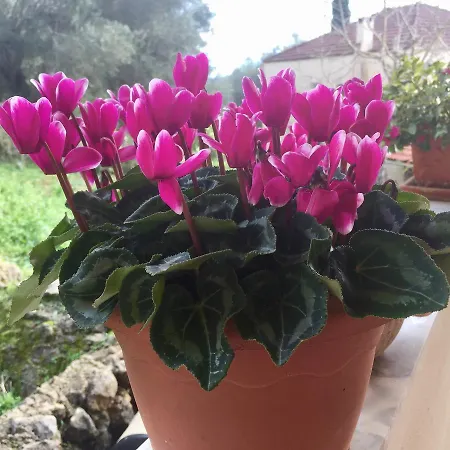 Εξοχικό σπίτι Farmhouse Corfu *